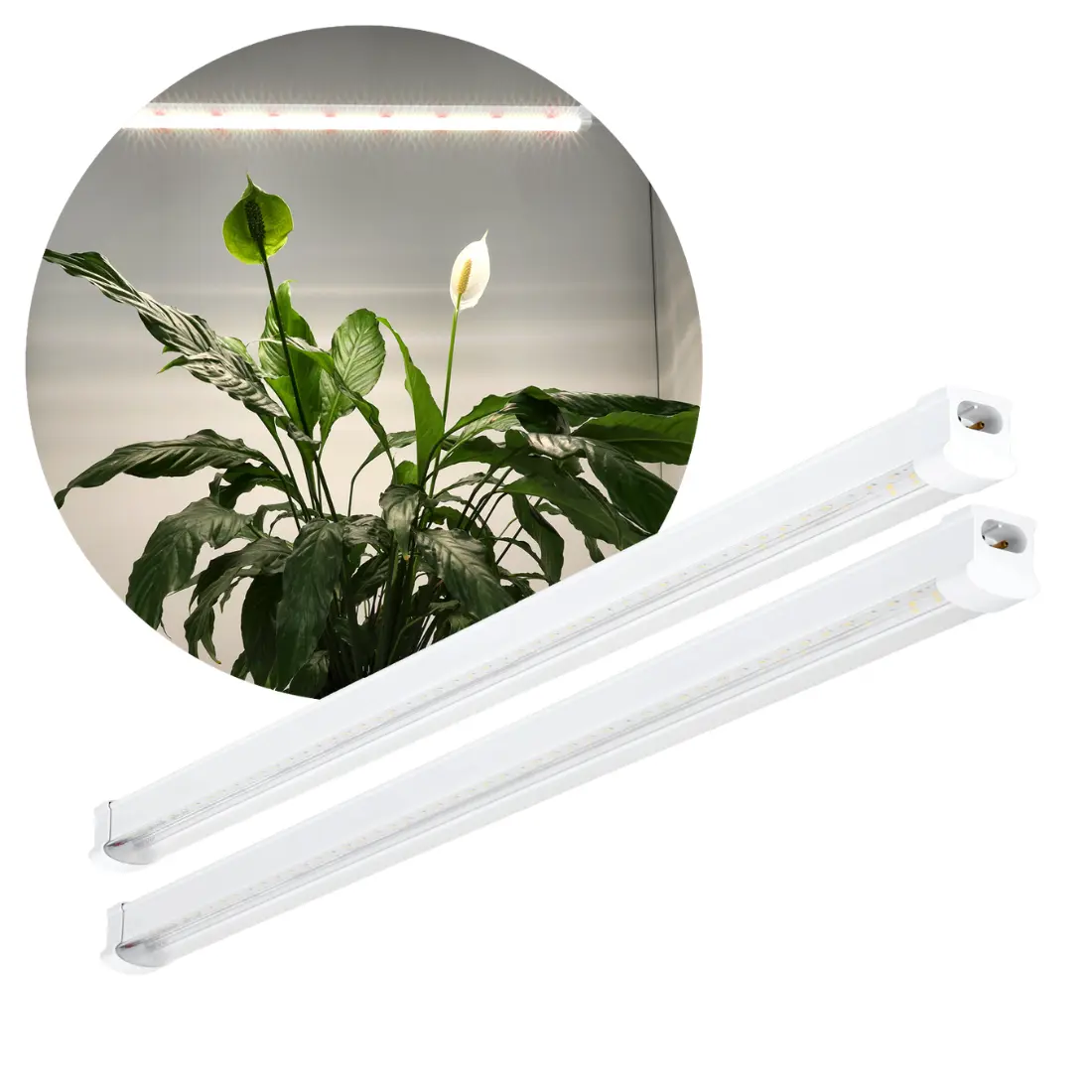 Grow Light Fixture 60cm | 2 Pak | 33 PPF | 15W | Inkl. strömkabel | GROWLY | Vit