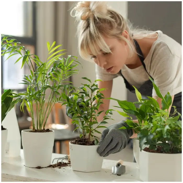 Indendørs plantepasning ved arbejdsbord med flere potter, velegnet til Plantelys.