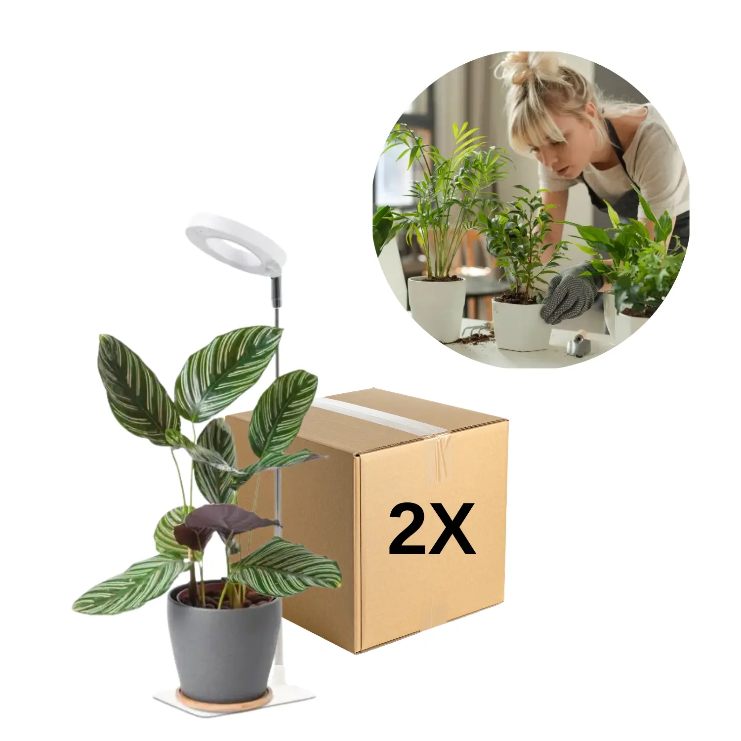 Växtlampa | 2-pack | 4,7 PPF | 5W | Justerbar höjd | Timer | VERDI V2 | Vit