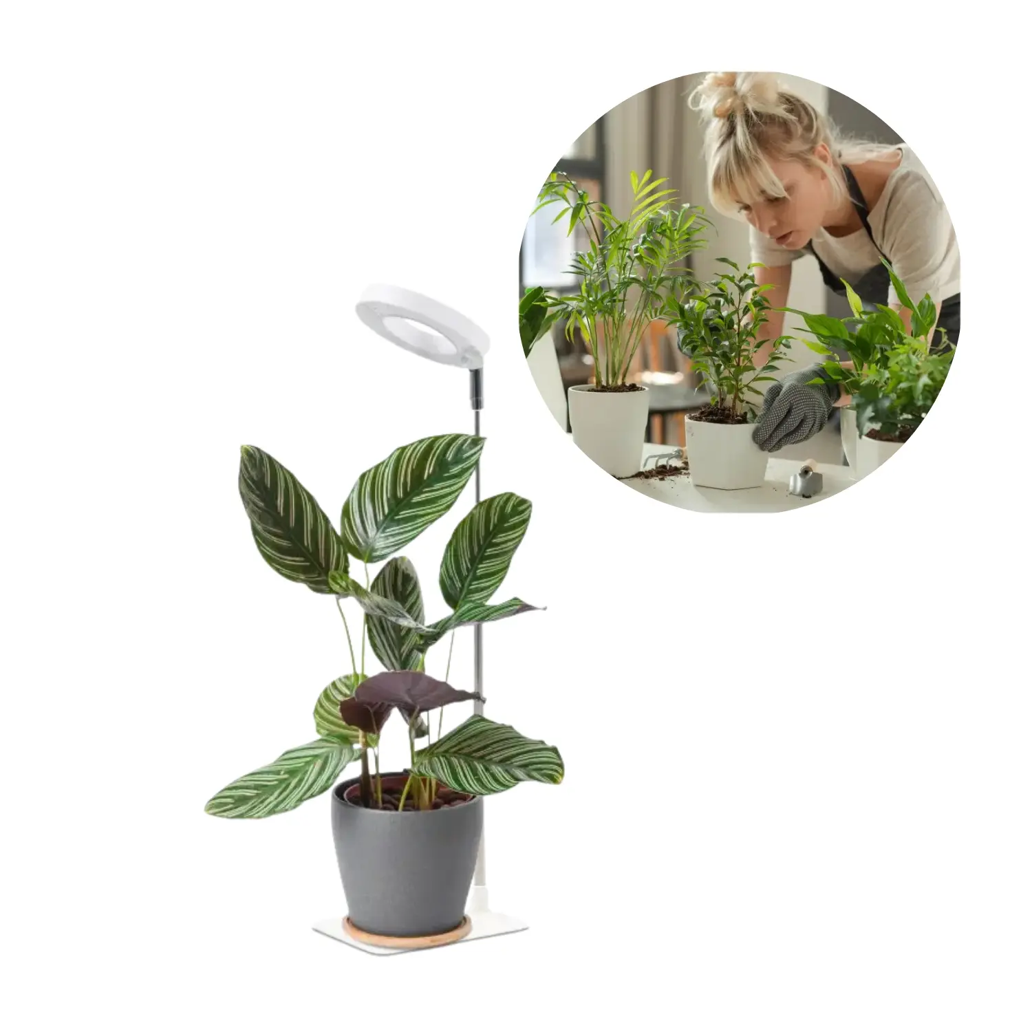 Plantenlamp bij een potplant met ronde inzet van een persoon die planten verzorgt, toont gericht licht en verstelbare hoogte voor binnen