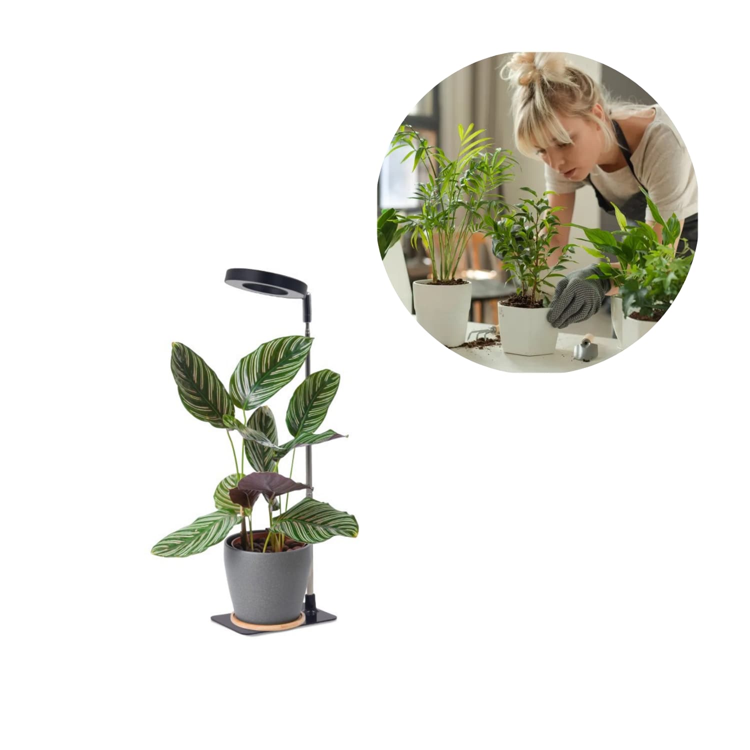 Plantenlamp | 5 W | 1300 K | Groeilicht | VERDI V2 | Zwart